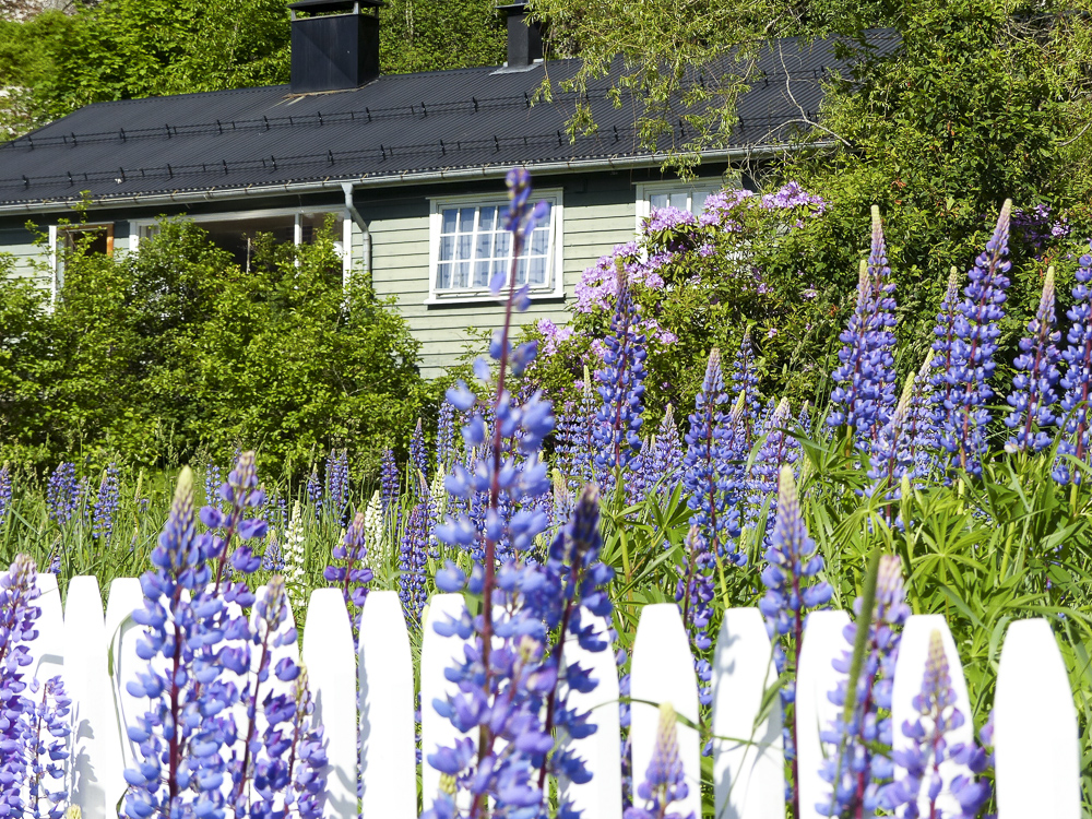 16 les lupins omniprésents sur les bords de route