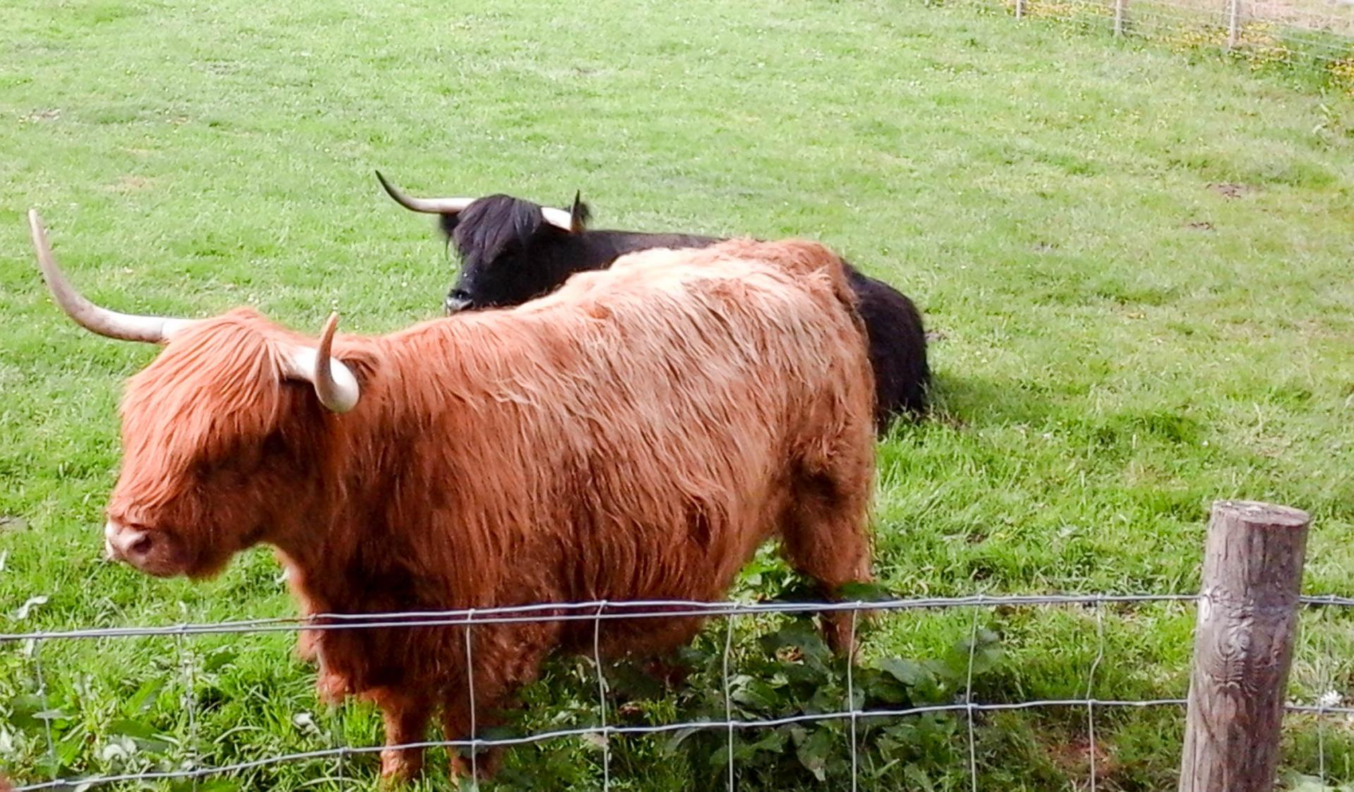 23 les vaches écossaises