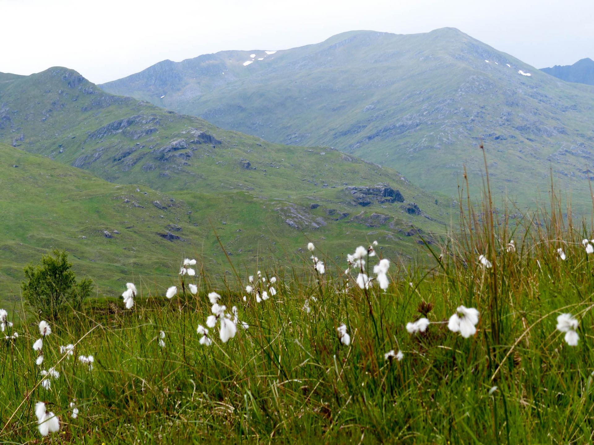 30 La linaigrette dans la vallée de Glencoe
