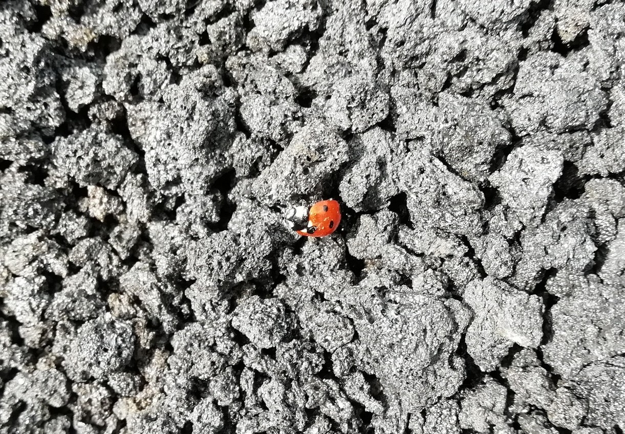 37 seuls habitants les coccinelles 1