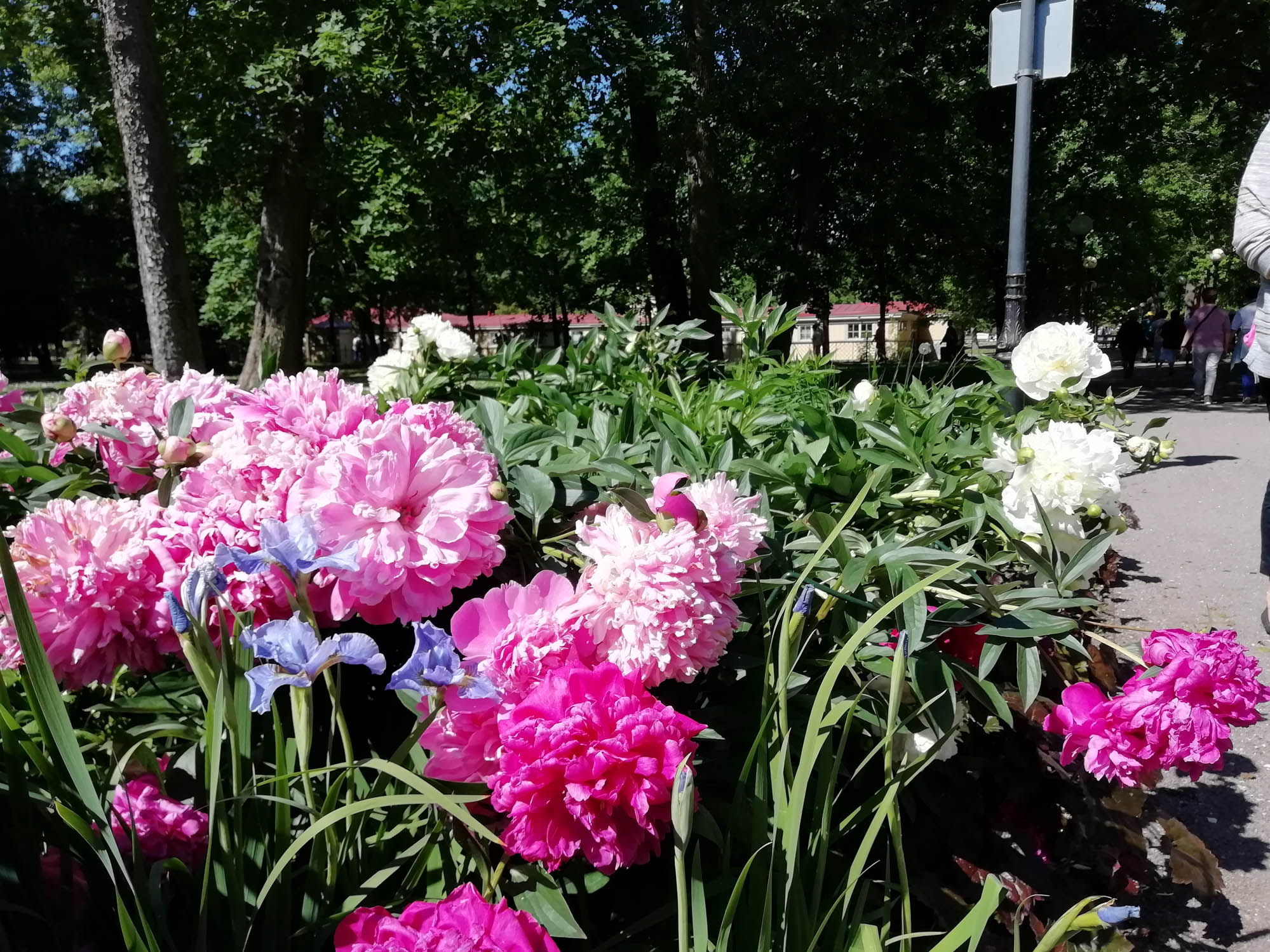 46 des pivoines à profusion